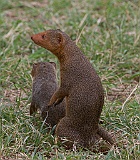 Common dwarf mongoose